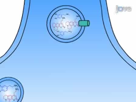 Dopamine Release at Individual Presynaptic Terminals Visualized with FFNs