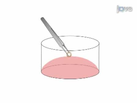 Aortic Ring Assay