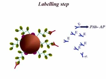 ELIME Enzyme Linked Immuno Magnetic Electrochemical Method for Mycotoxin Detection