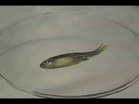 Transplantation of Whole Kidney Marrow in Adult Zebrafish