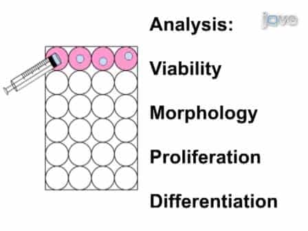 Cellular Encapsulation in 3D Hydrogels for Tissue Engineering