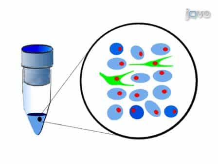 Isolation and Purification of Drosophila Peripheral Neurons by Magnetic Bead Sorting