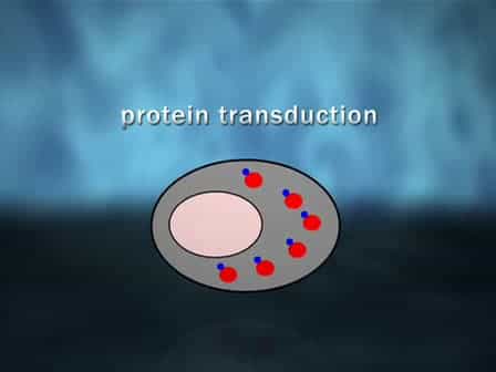 Engineering Cell-permeable Protein
