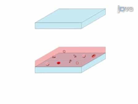 Lensless On-chip Imaging of Cells Provides a New Tool for High-throughput Cell-Biology and Medical Diagnostics