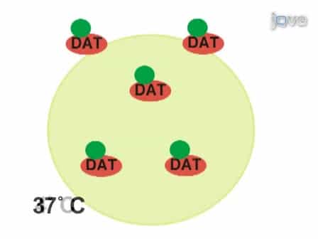 Measuring Plasma Membrane Protein Endocytic Rates by Reversible Biotinylation