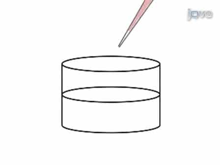 PuraMatrix Encapsulation of Cancer Cells