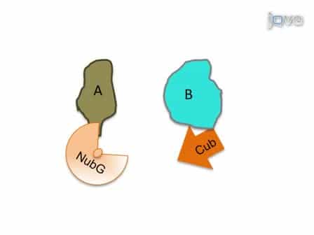 Split-Ubiquitin Based Membrane Yeast Two-Hybrid MYTH System: A Powerful Tool For Identifying Protein-Protein Interactions