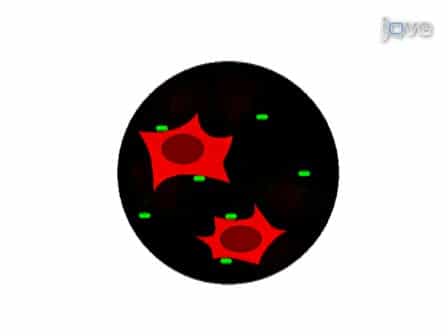 Obtaining Hemocytes from the Hawaiian Bobtail Squid Euprymna scolopes and Observing their Adherence to Symbiotic and Non-Symbiotic Bacteria