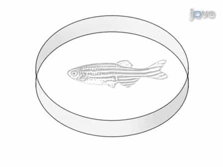 Dissection of Organs from the Adult Zebrafish