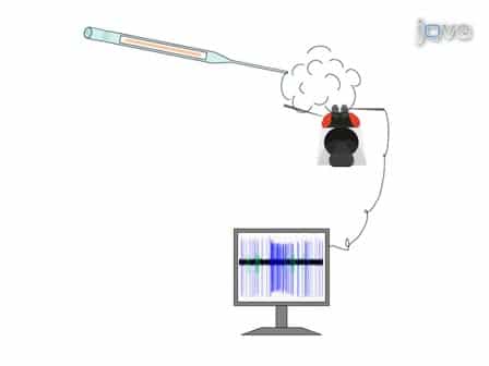 Single Sensillum Recordings in the Insects Drosophila melanogaster and Anopheles gambiae