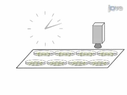 Robotics and Dynamic Image Analysis for Studies of Gene Expression in Plant Tissues