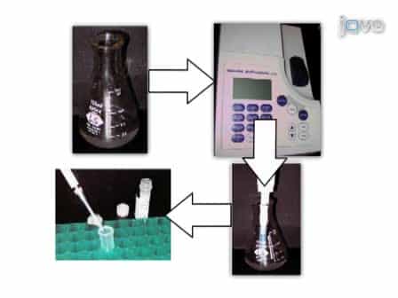 Imaging Mismatch Repair and Cellular Responses to DNA Damage in Bacillus subtilis