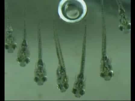 Using the optokinetic response to study visual function of zebrafish