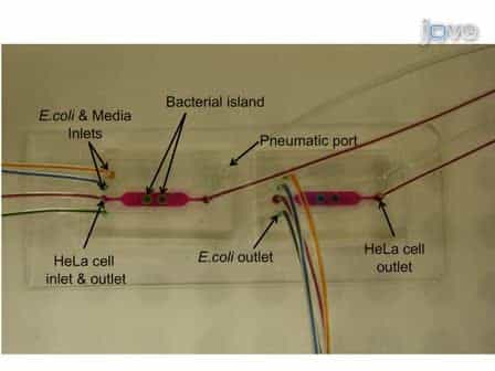 Microfluidic Co-culture of Epithelial Cells and Bacteria for Investigating Soluble Signal-mediated Interactions