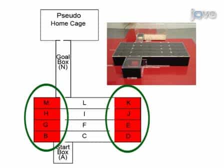 Low-stress Route Learning Using the Lashley III Maze in Mice