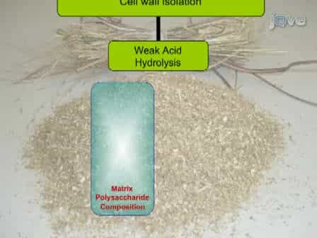 Comprehensive Compositional Analysis of Plant Cell Walls Lignocellulosic biomass Part II: Carbohydrates