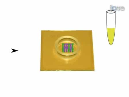 Multielectrode Array Recordings of the Vomeronasal Epithelium