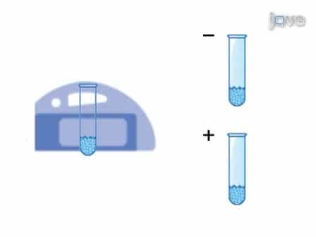 Isolation and Enrichment of Rat Mesenchymal Stem Cells MSCs and Separation of Single-colony Derived MSCs