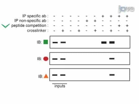 Isolation of Labile Multi-protein Complexes by in vivo Controlled Cellular Cross-Linking and Immuno-magnetic Affinity Chromatography