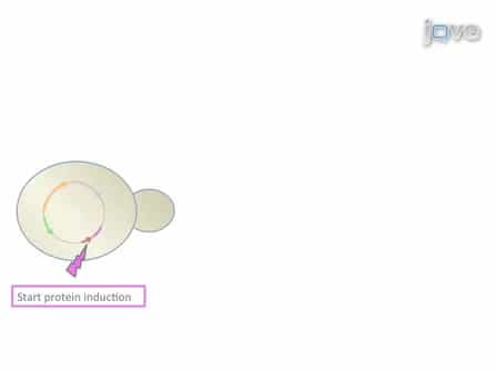 Analysis of the Development of a Morphological Phenotype as a Function of Protein Concentration in Budding Yeast