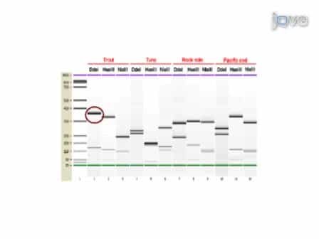 DNA-based Fish Species Identification Protocol