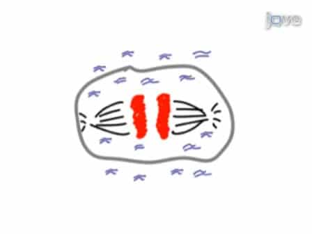 Time-lapse Imaging of Mitosis After siRNA Transfection