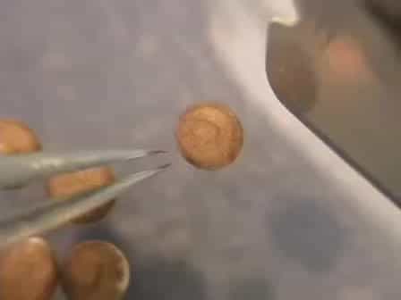 Plastic Embedding and Sectioning of Xenopus laevis Embryos