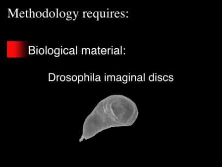Laser Microdissection Applied to Gene Expression Profiling of Subset of Cells from the Drosophila Wing Disc