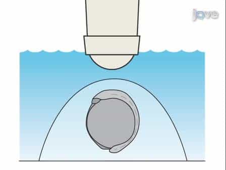 Two-Photon-Based Photoactivation in Live Zebrafish Embryos