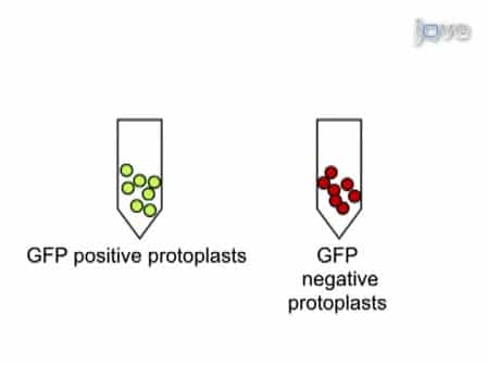 Investigating Tissue- and Organ-specific Phytochrome Responses using FACS-assisted Cell-type Specific Expression Profiling in Arabidopsis thaliana