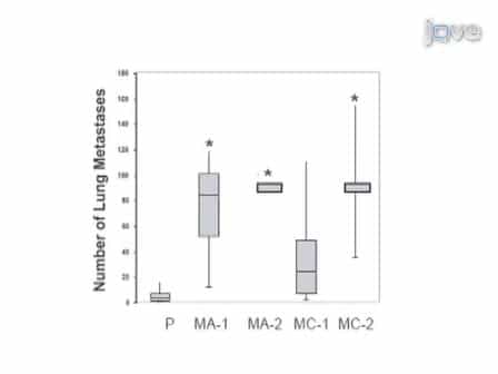 Experimental Metastasis Assay