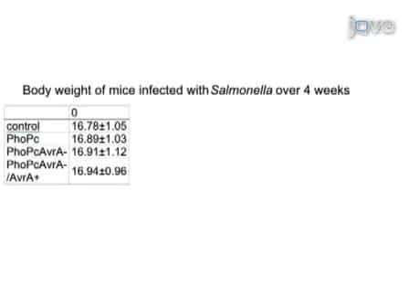 Chronic Salmonella Infected Mouse Model