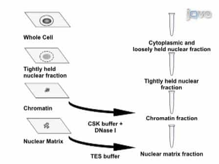 In situ Subcellular Fractionation of Adherent and Non-adherent Mammalian Cells