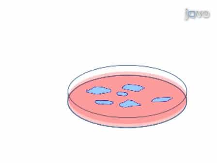 Derivation of Mouse Trophoblast Stem Cells from Blastocysts