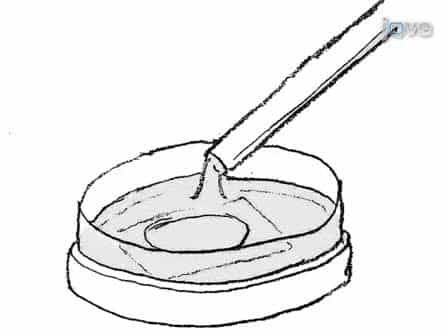 Preparation of Drosophila S2 cells for Light Microscopy