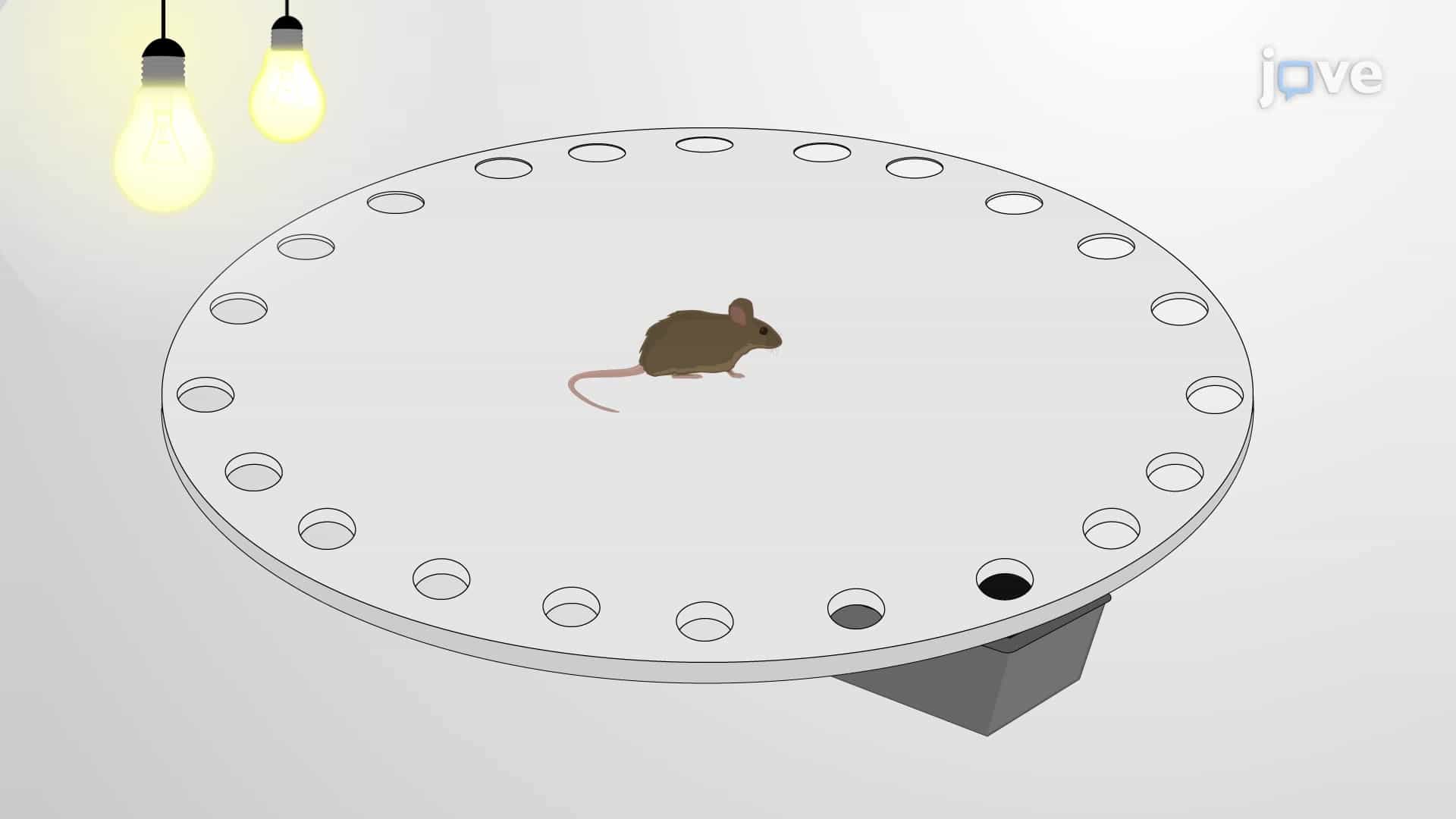 Barnes Maze: A Method For Assessing Spacial Learning and Memory in Lab Animals