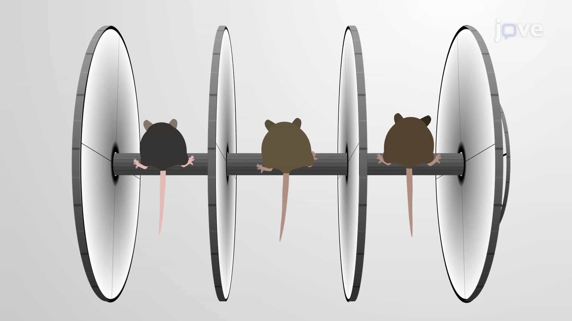 The Accelerating Rotating Rod Assay or Rotarod Test: A Method to Test Motor Coordination and Learning in Mice