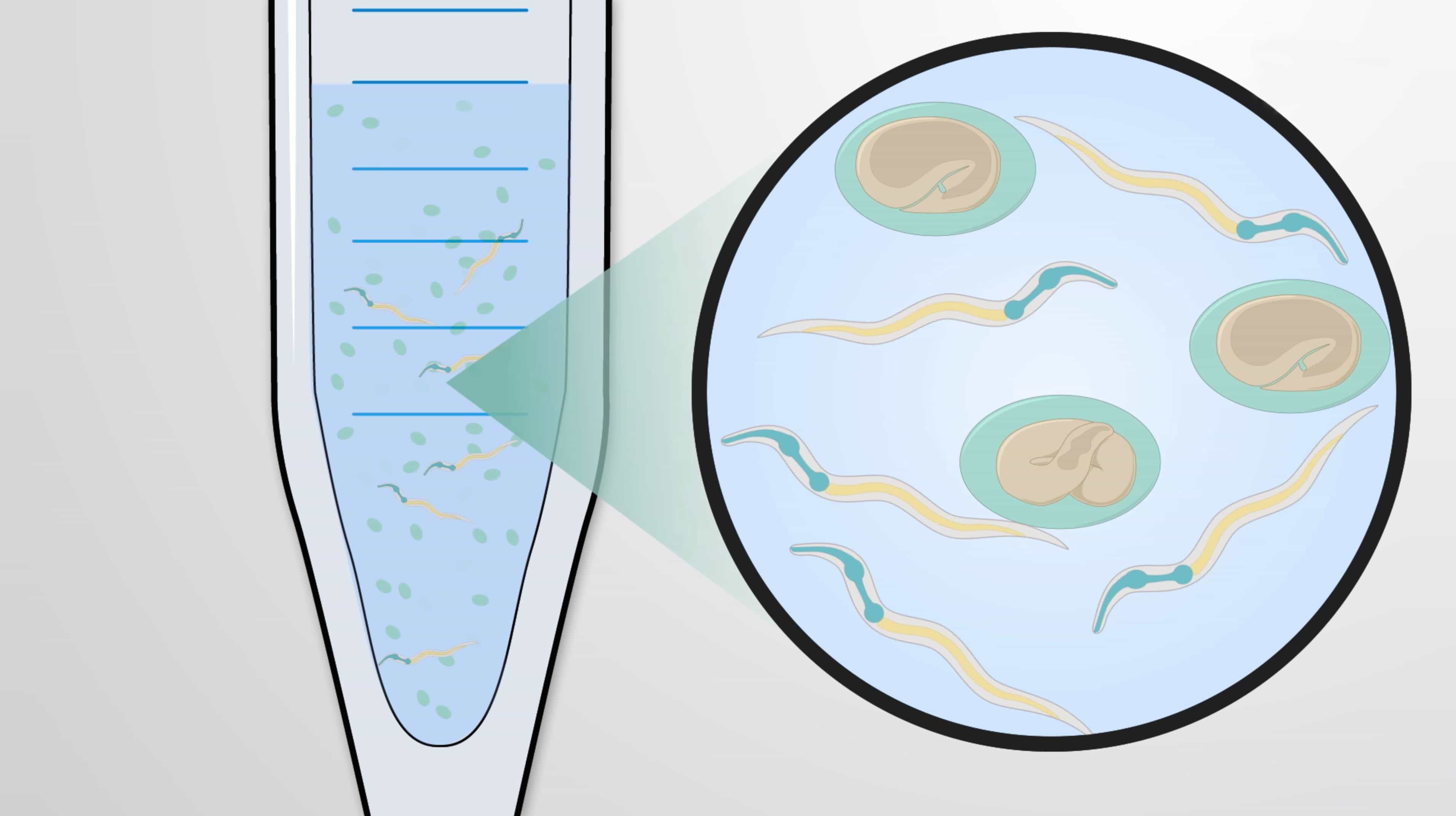 Nematode Synchronization: A Method to Obtain Populations of Worms in Identical Stages of Development