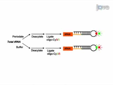 Genome-wide Analysis of Aminoacylation Charging Levels of tRNA Using Microarrays