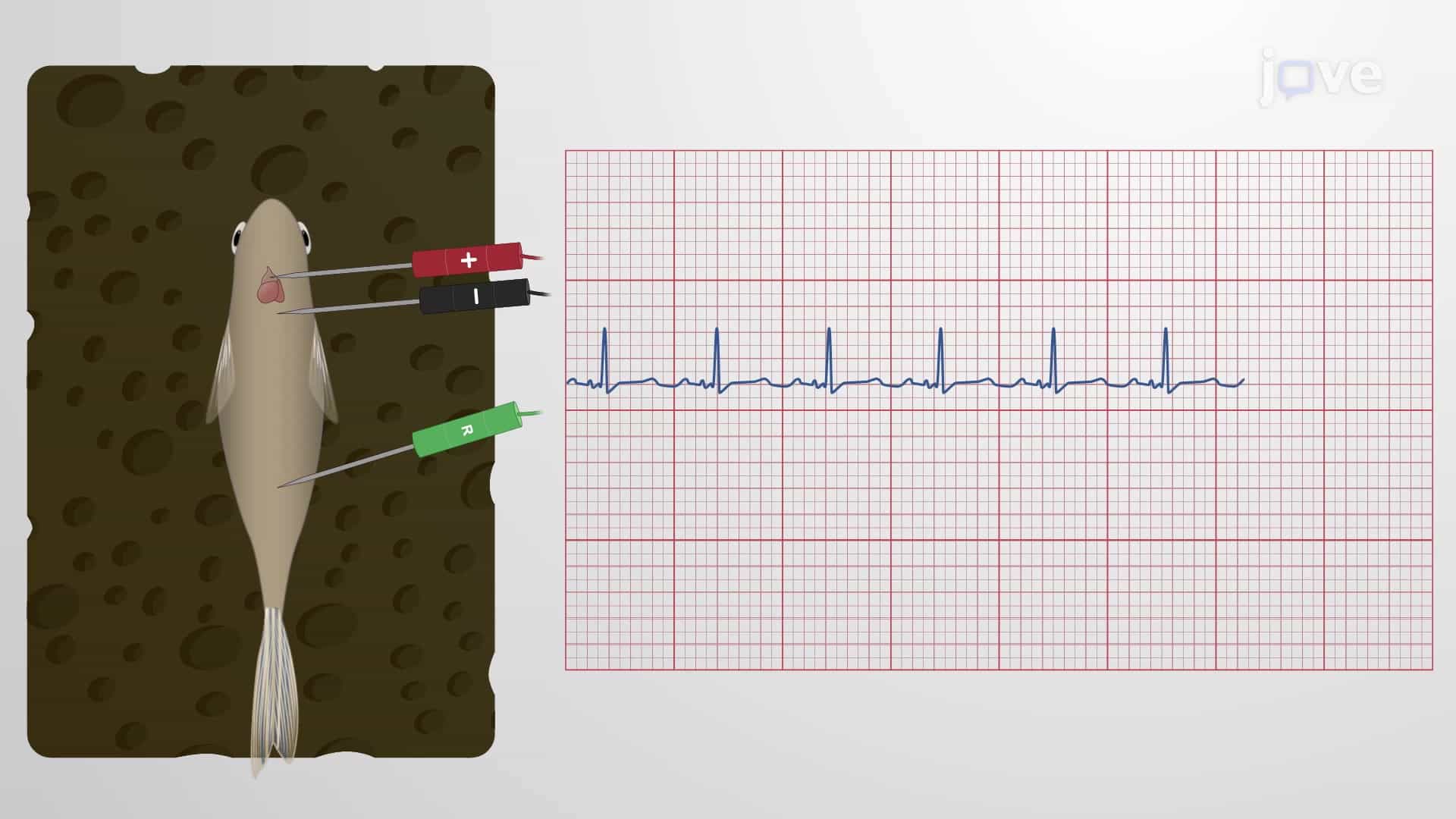 Zebrafish Electrocardiography (ECG): A Minimally Invasive Assay to Evaluate Cardiac Function