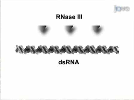 MISSION esiRNA for RNAi Screening in Mammalian Cells
