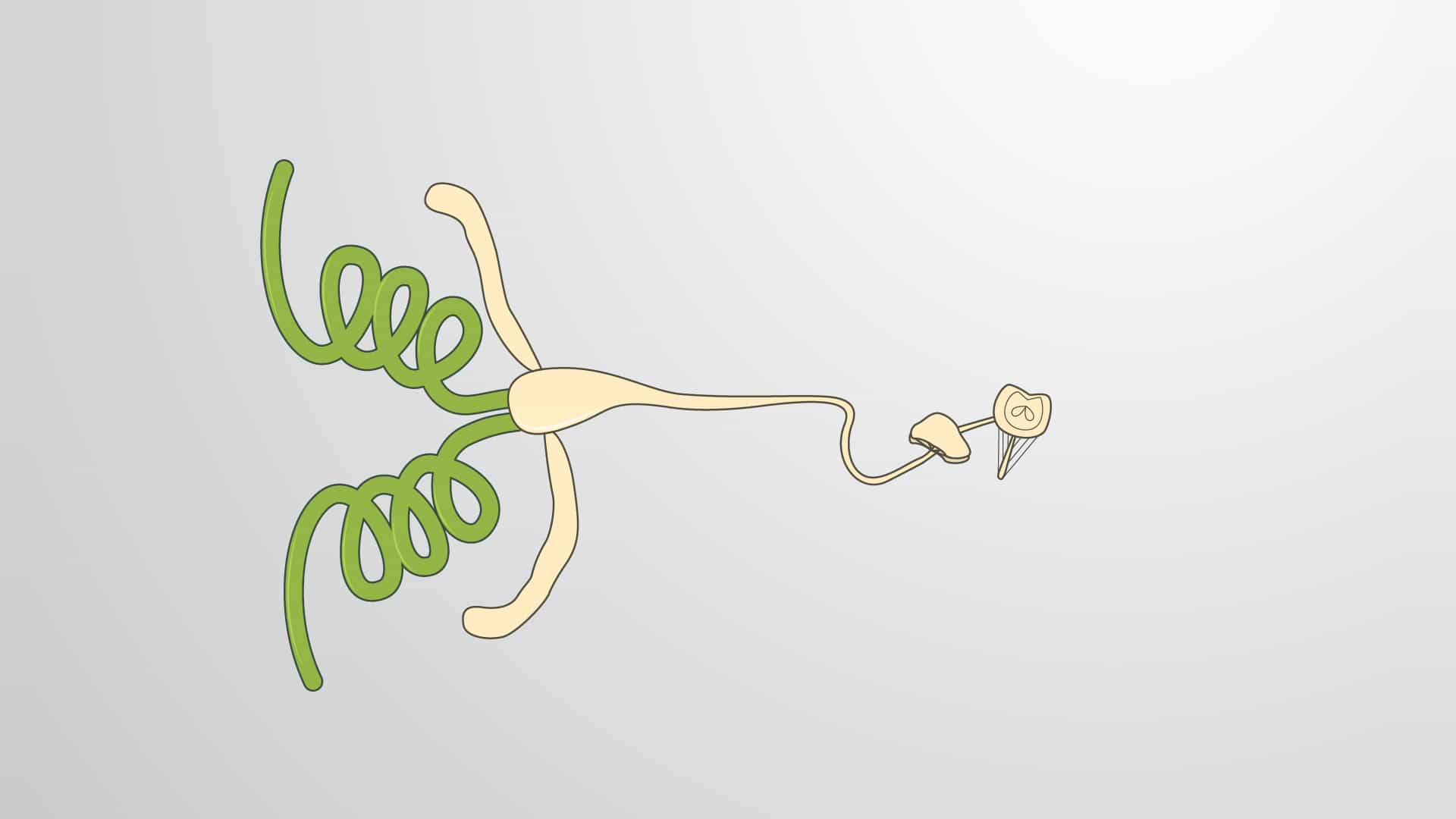 Drosophila Male Accessory Gland Dissection: A Method to Isolate Secondary Cells