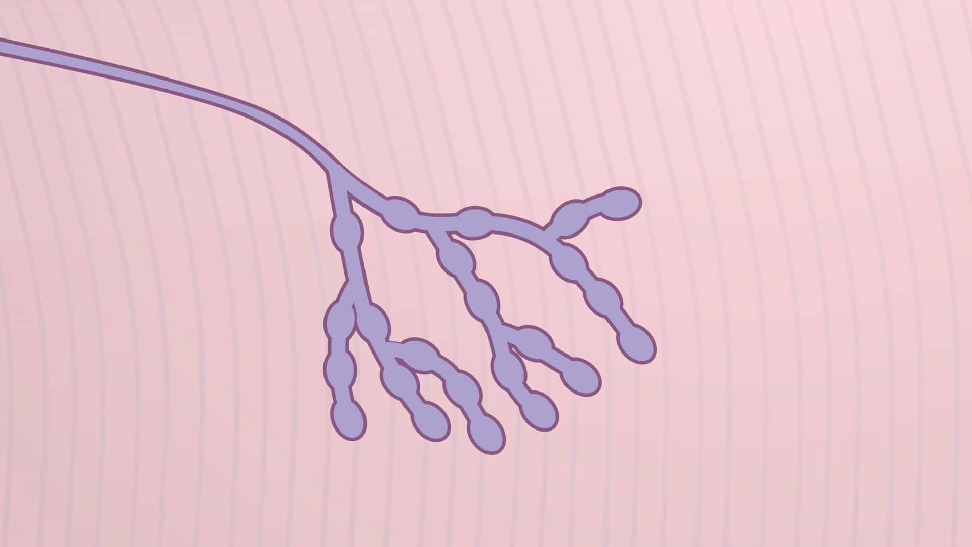 Drosophila Neuromuscular Junction NMJ Quantification: A Method to Assess Synaptic Morphology and Function