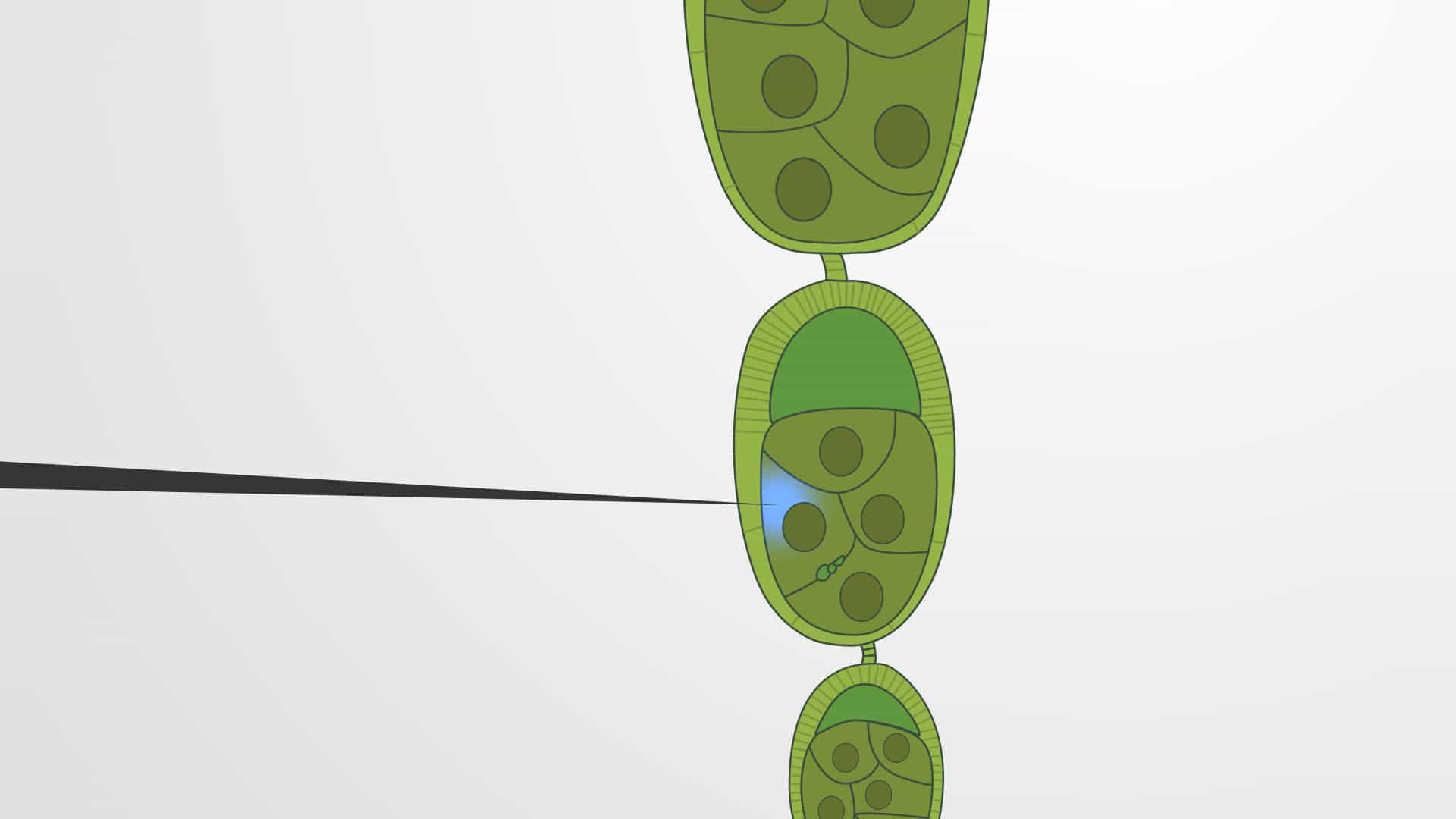Microinjection of Drosophila Nurse Cells: A Method of Intracellular Delivery