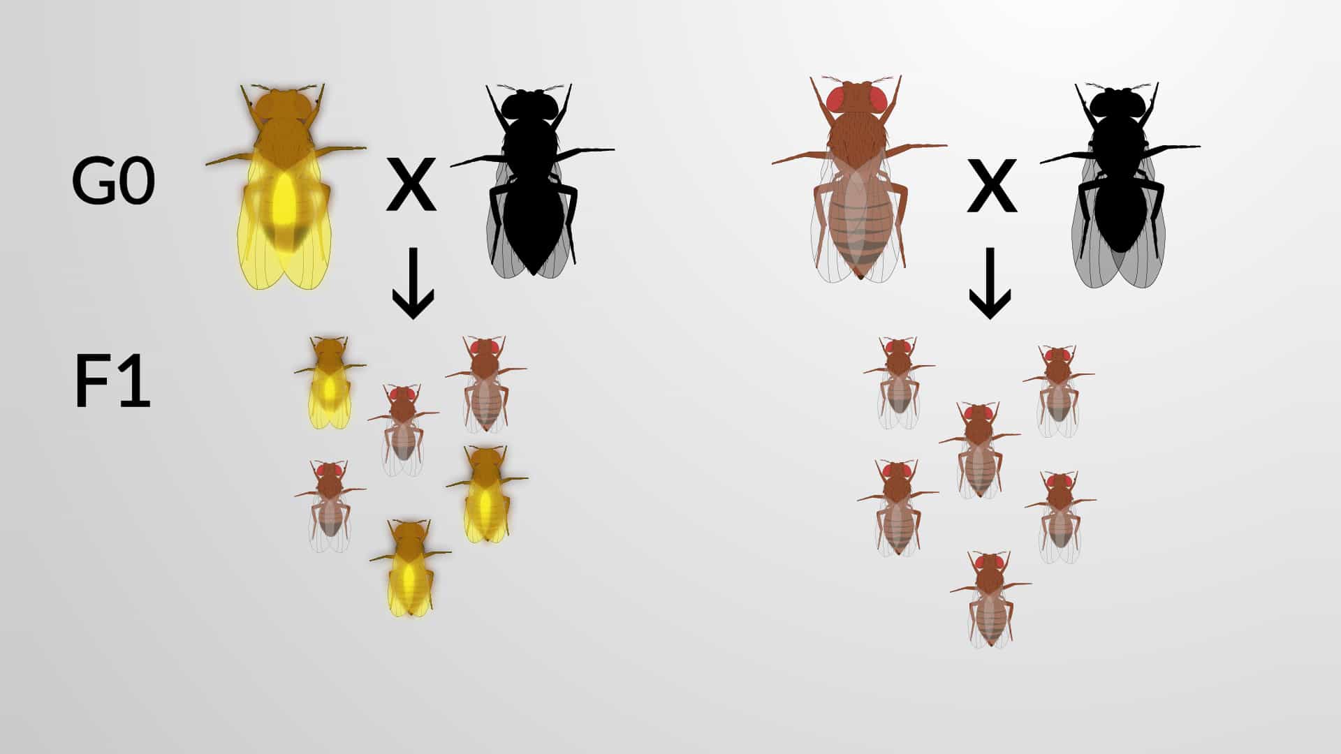 Screening for Genomic Modifications: A Method to Identify CRISPR-Generated Mutants in Drosophila