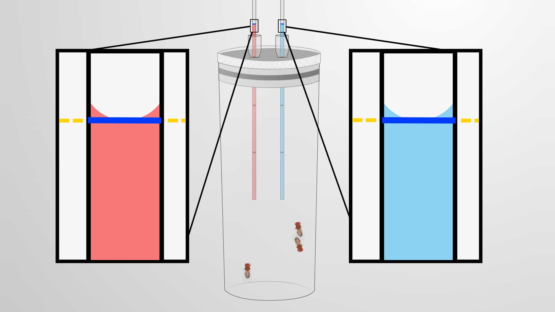 The CApillary FEeder (CAFE) Assay: A Method to Track Food Consumption and Preference in Drosophila