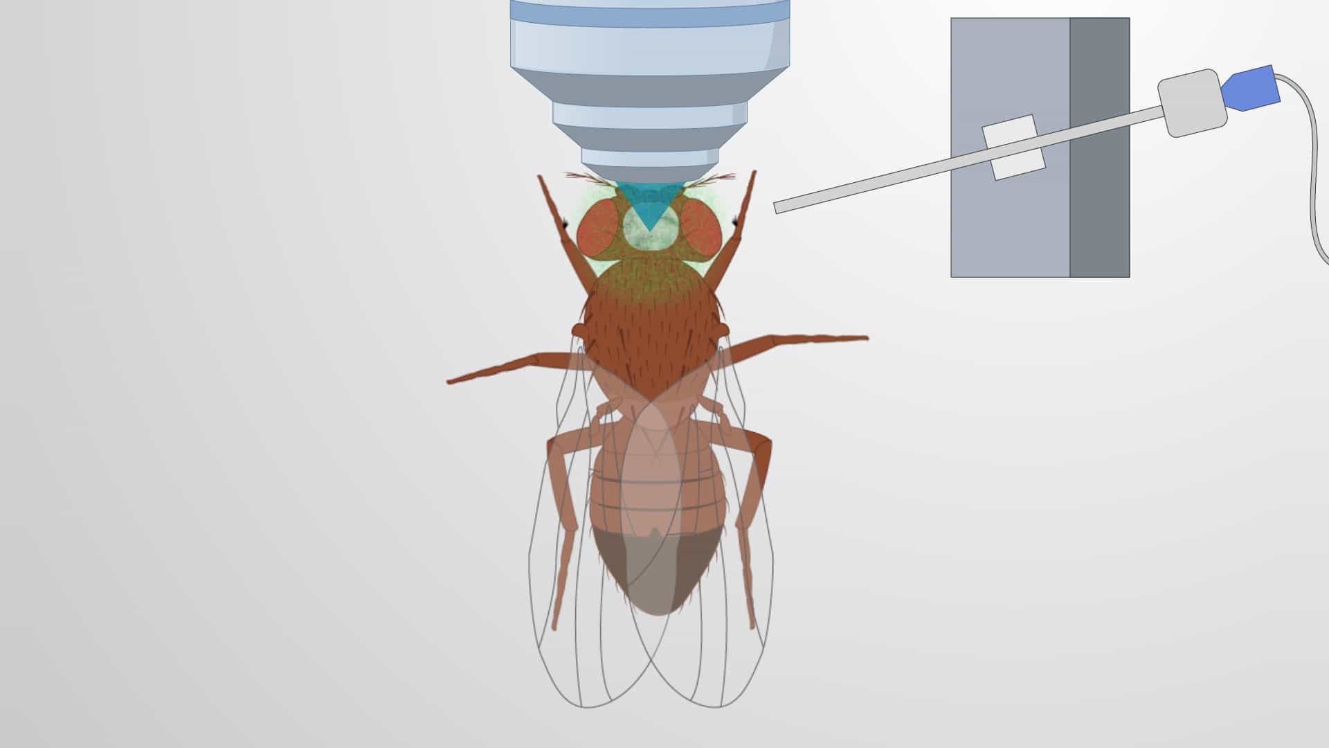 Drosophila In Vivo Calcium Imaging: A Method for Functional Imaging of Neuronal Activity