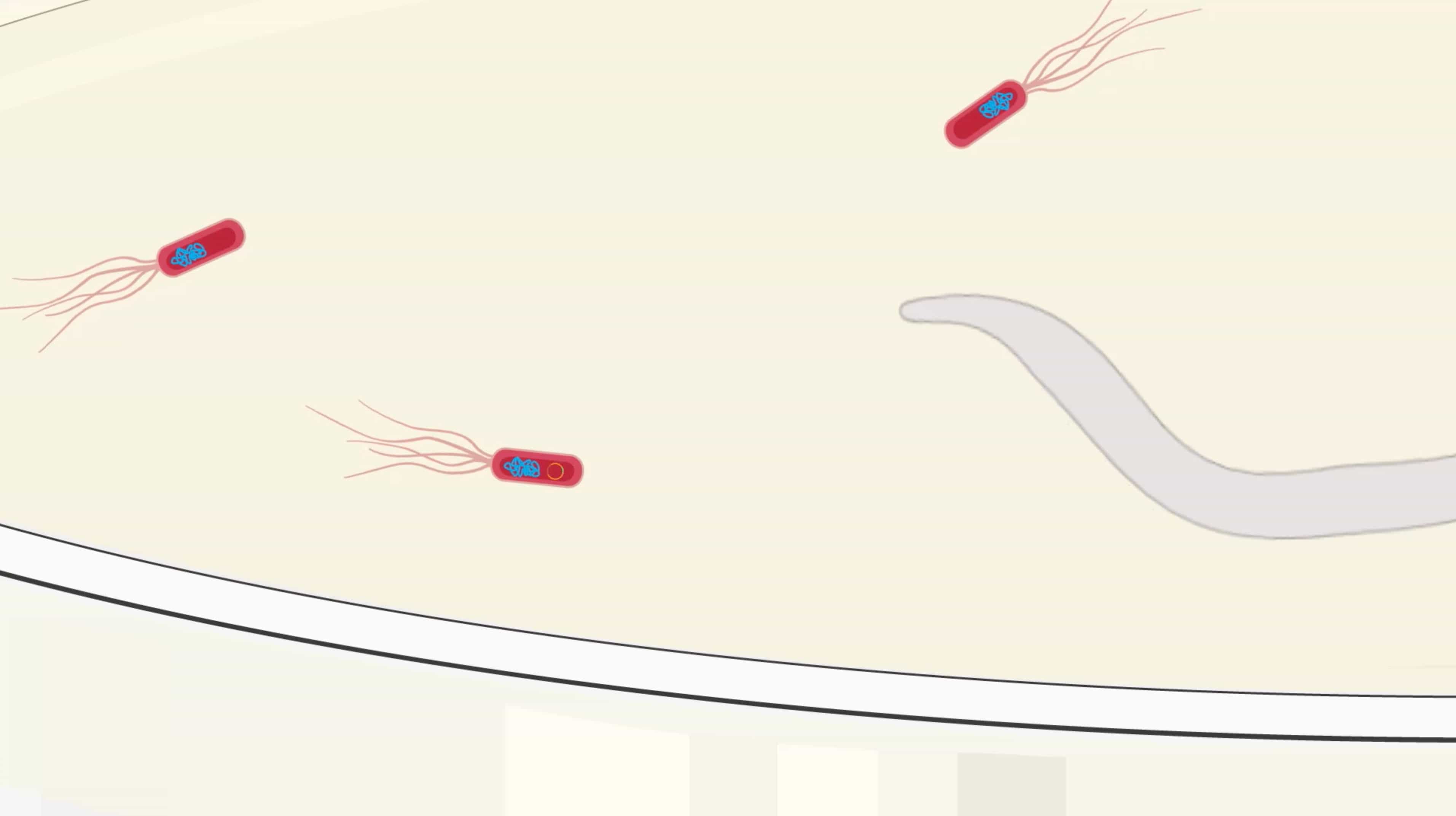 RNAi Plating for C. elegans Feeding: A Technique to Induce Target dsRNA Expression in E. coli