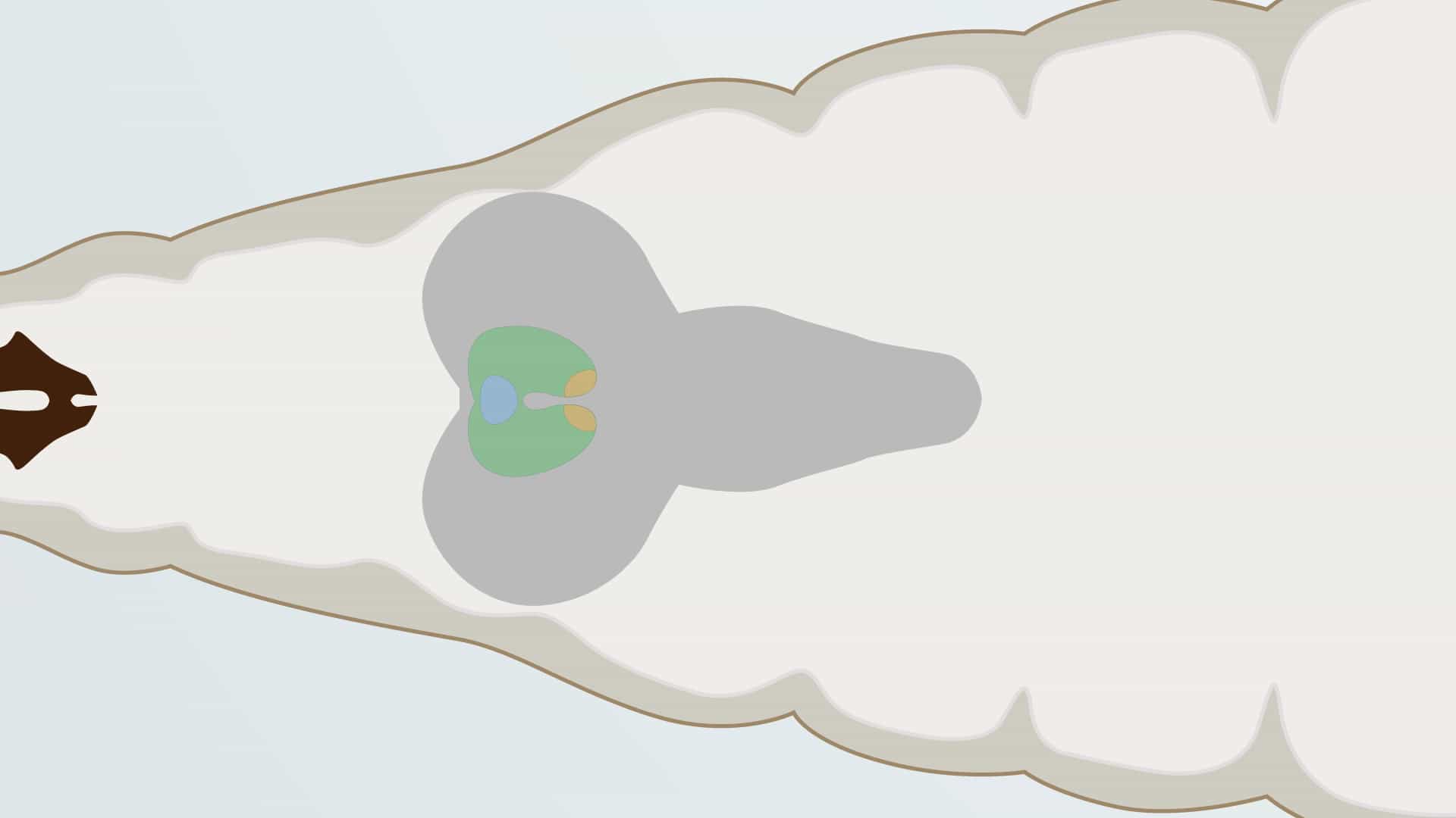 Larval Ring Gland Dissection: Isolation of Developmental Endocrine Organs from Drosophila