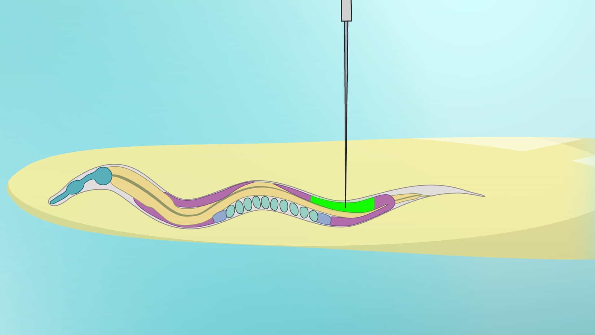 Gonad Microinjection: A Method of Compound Delivery Directly into the Germline of C. elegans